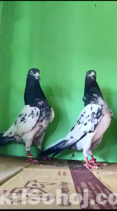 কবুতর